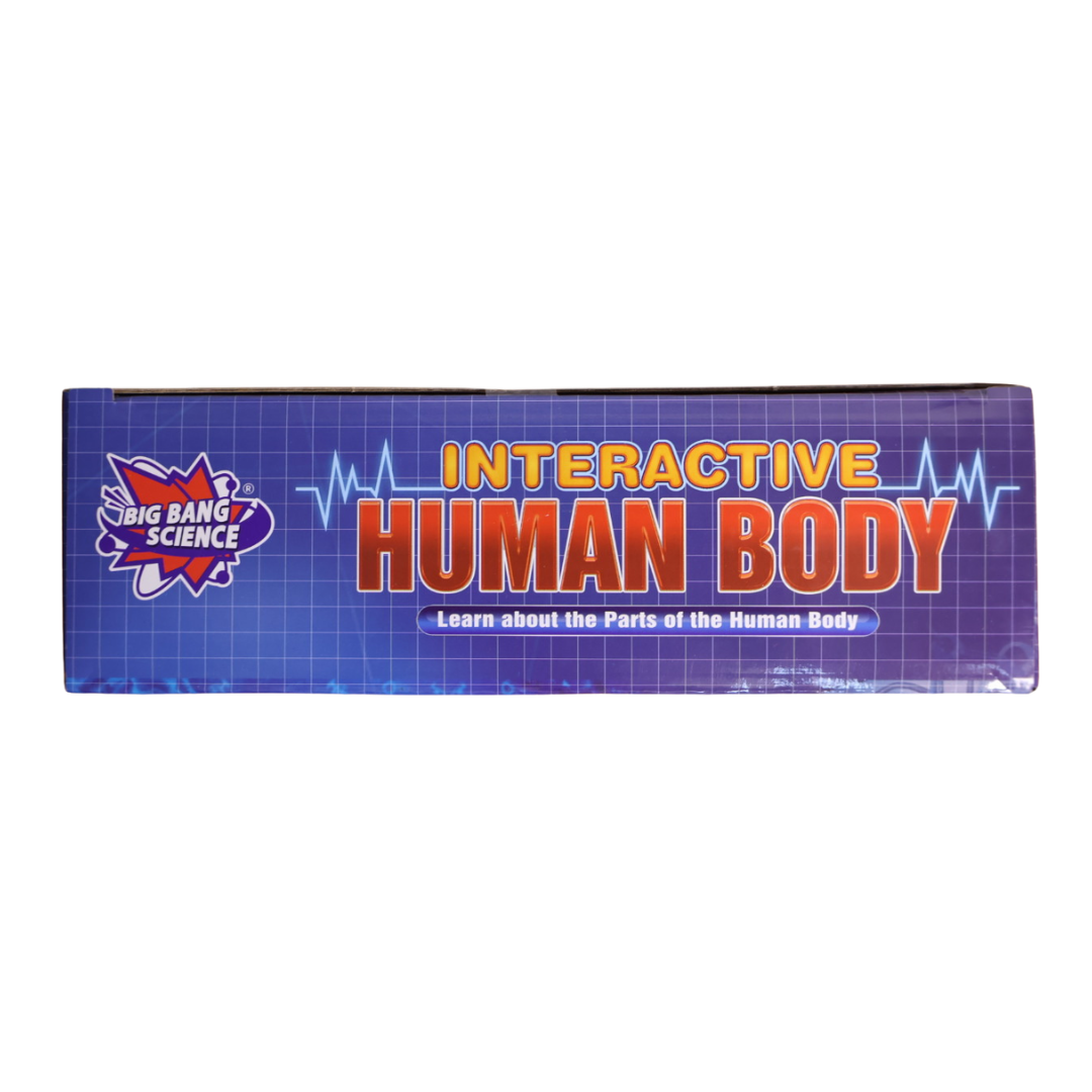 Interactive Human Body