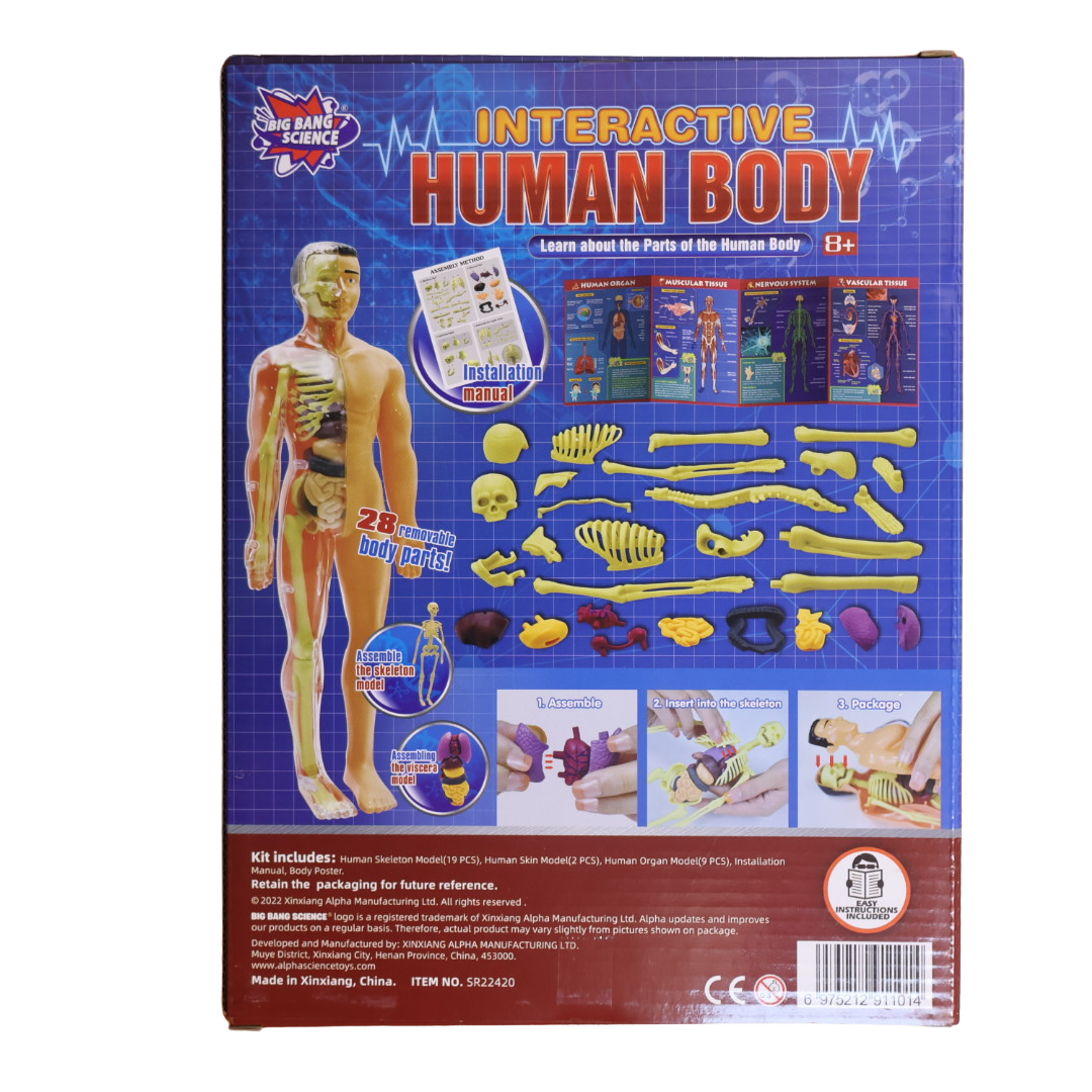 Interactive Human Body