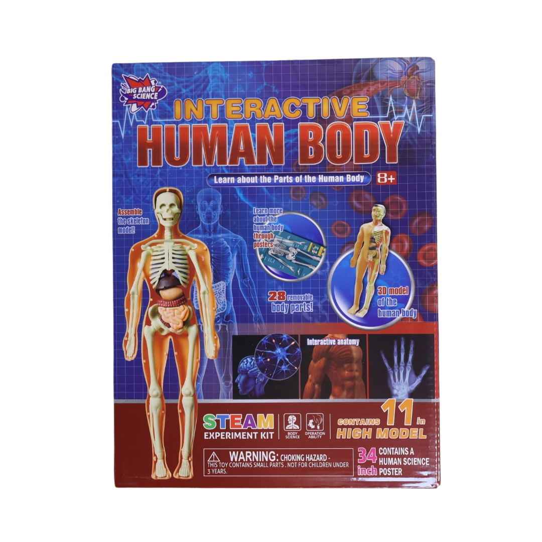 Interactive Human Body