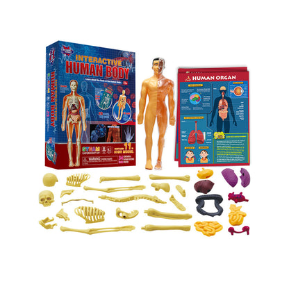 Interactive Human Body